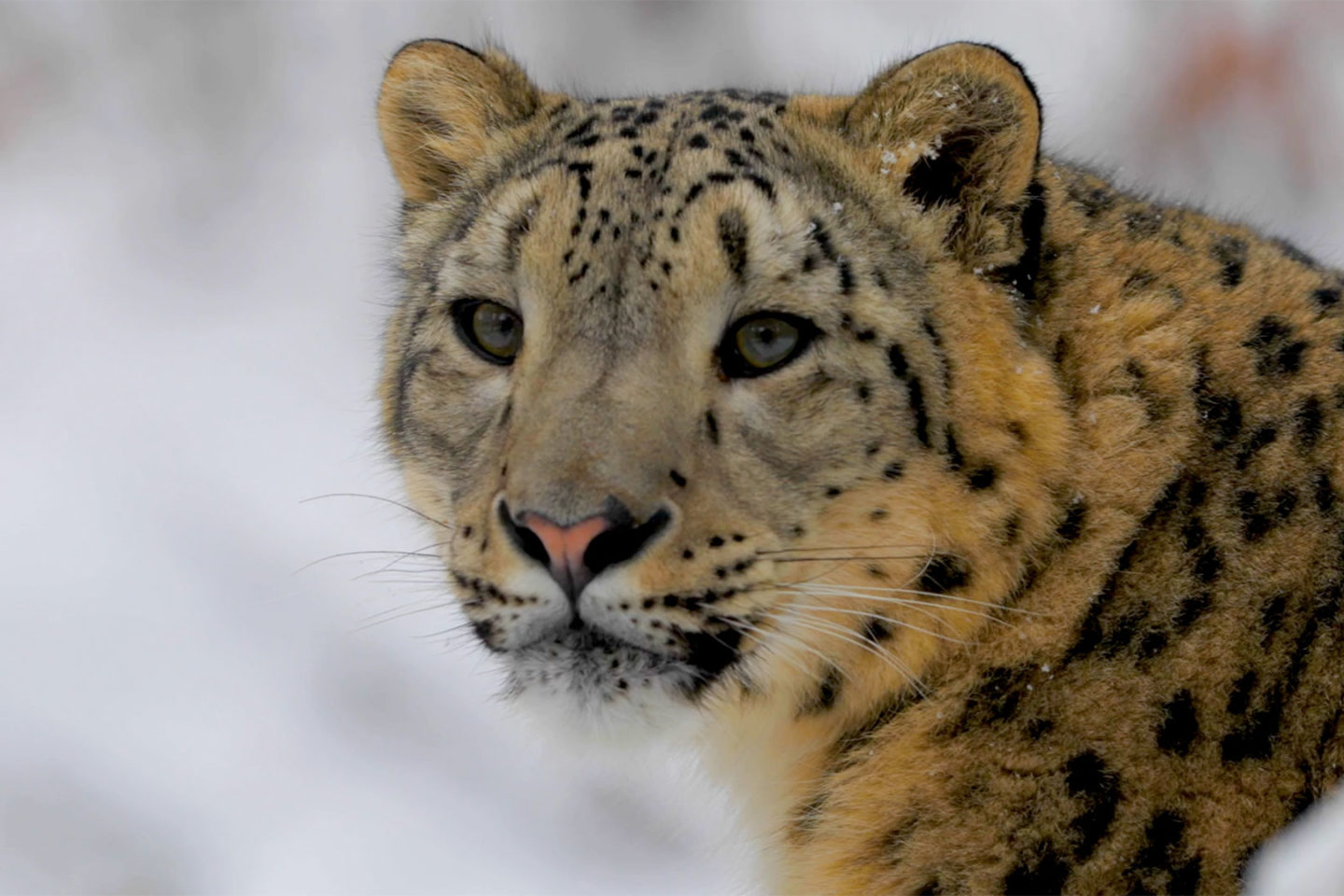 Snow leopard